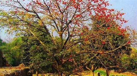 All About The Malabulak Tree: Facts and Uses .